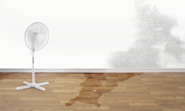 Best Mold removal after water damage  in Pleasant Hill, MO